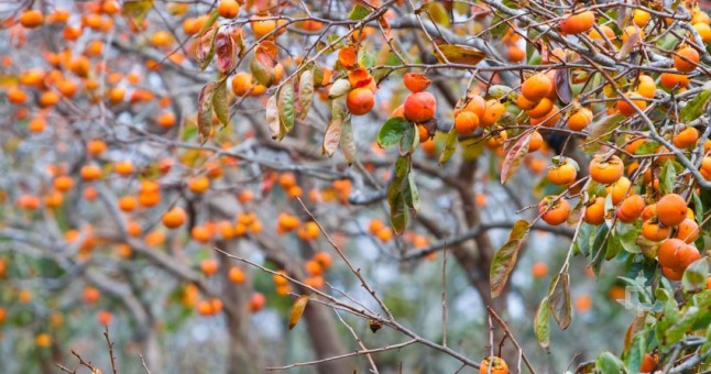 Günlük vitamin ihtiyacının tamamını karşılayan meyve