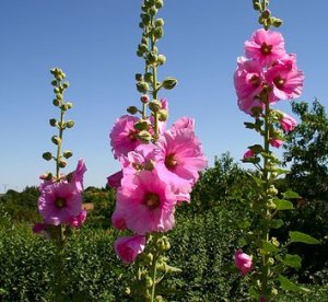 hatmi-cicegi